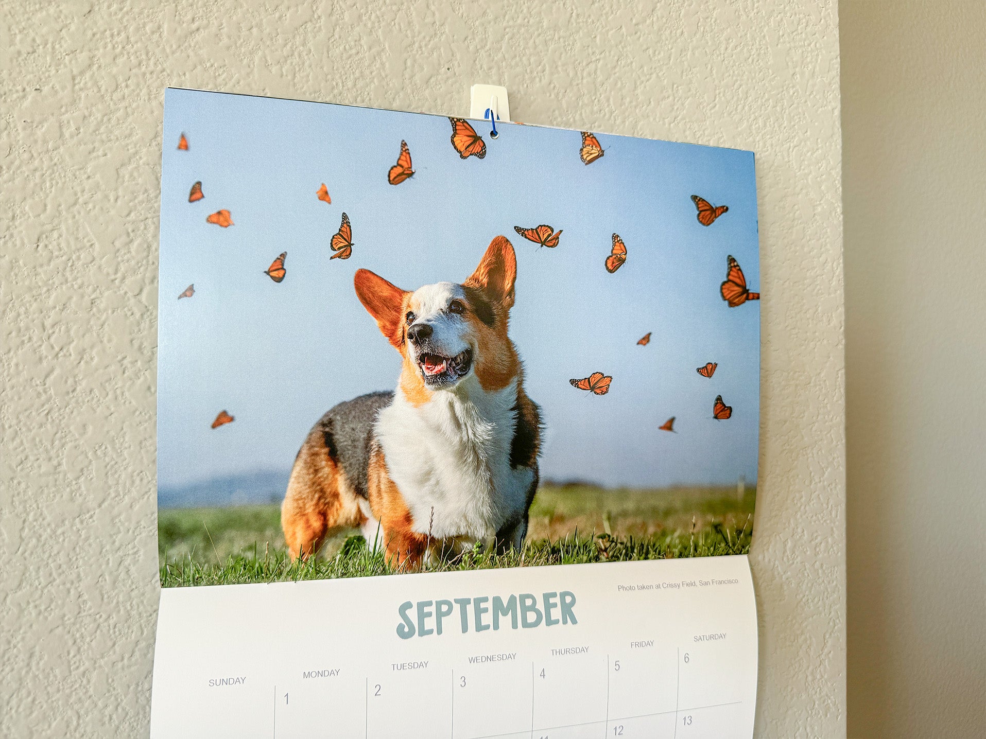 *New* Corgi On Fleek 2025 Calendar - Bright Side of Life