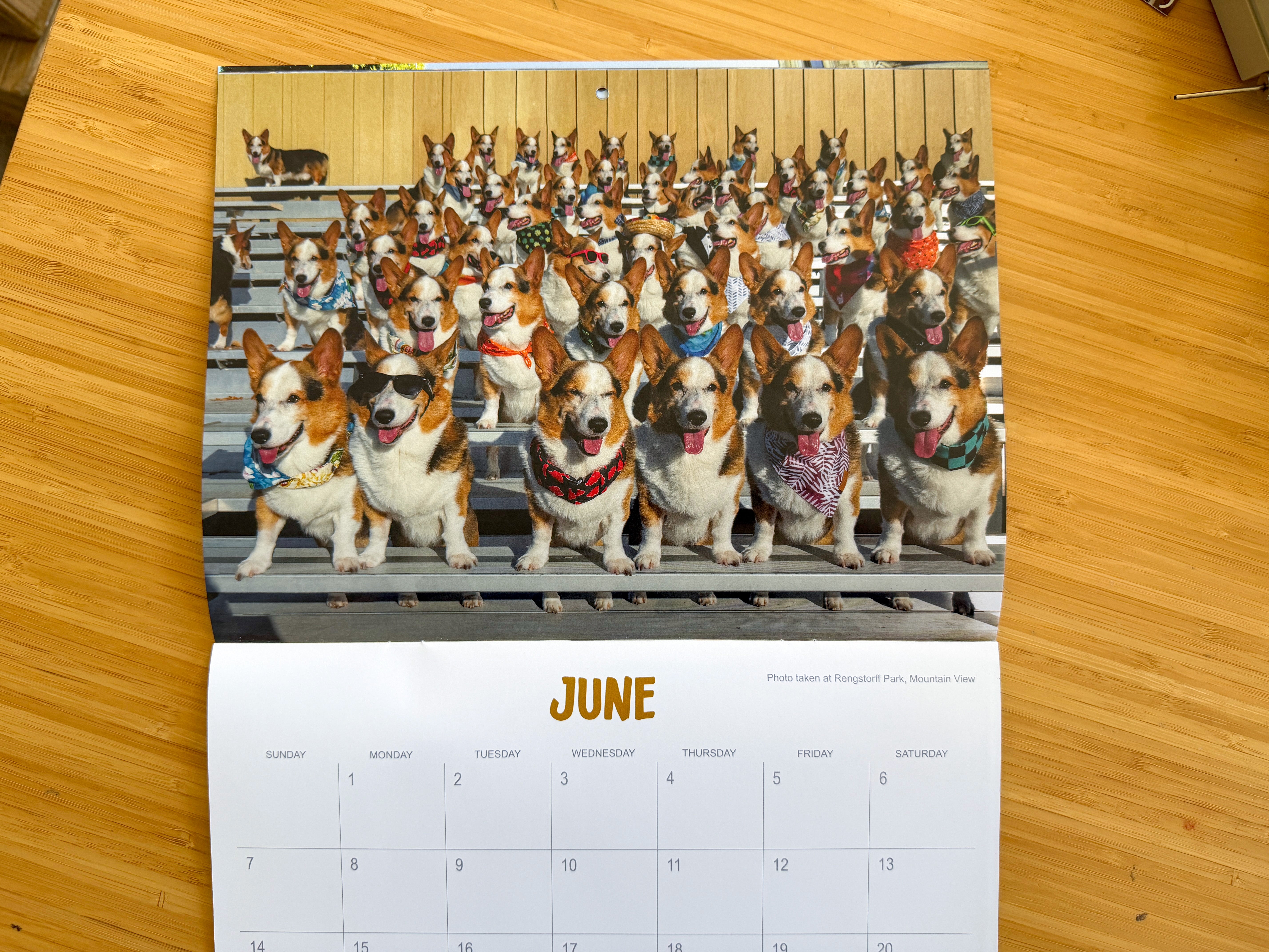 *New* Corgi On Fleek 2026 Calendar - Eternal Sunshine