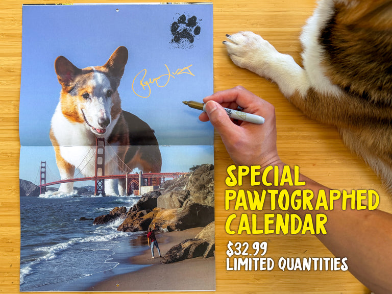 *New* Corgi On Fleek 2026 Calendar - Eternal Sunshine