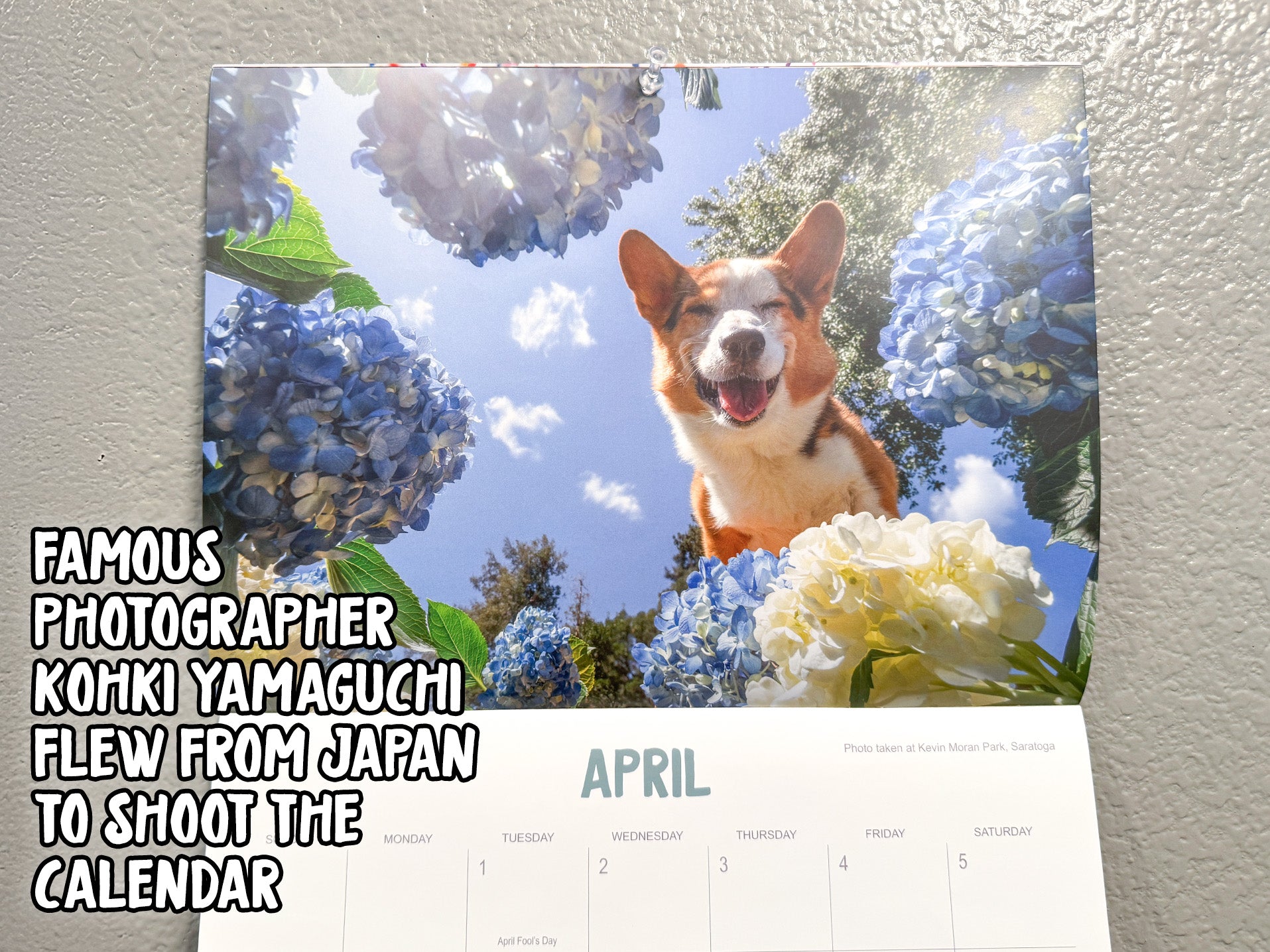 *New* Corgi On Fleek 2025 Calendar - Bright Side of Life